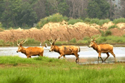 Yancheng Dafeng Milu National Nature Reserve