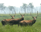 Wild Pere David's deers