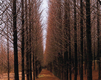 Yellow Sea Forest Park