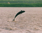 Whale back to Guanhe River
