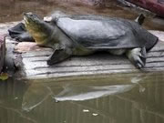 Last rare Chinese turtle